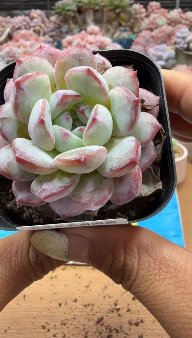 东云多肉园二店-192