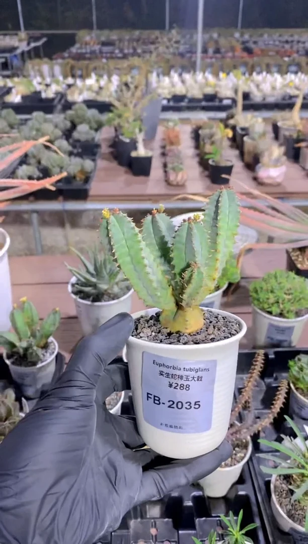 【闪购商品】蛇神玉FB-2035