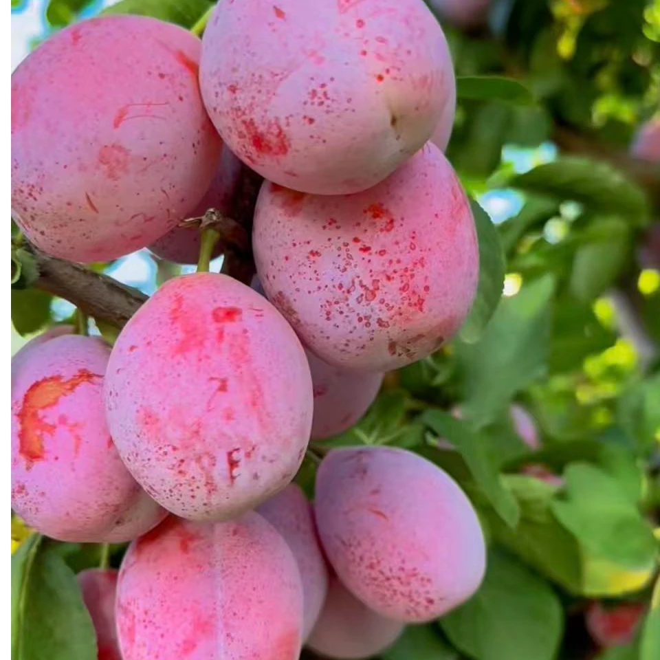 新品种西梅婉姬裸根苗，次苗，不包活