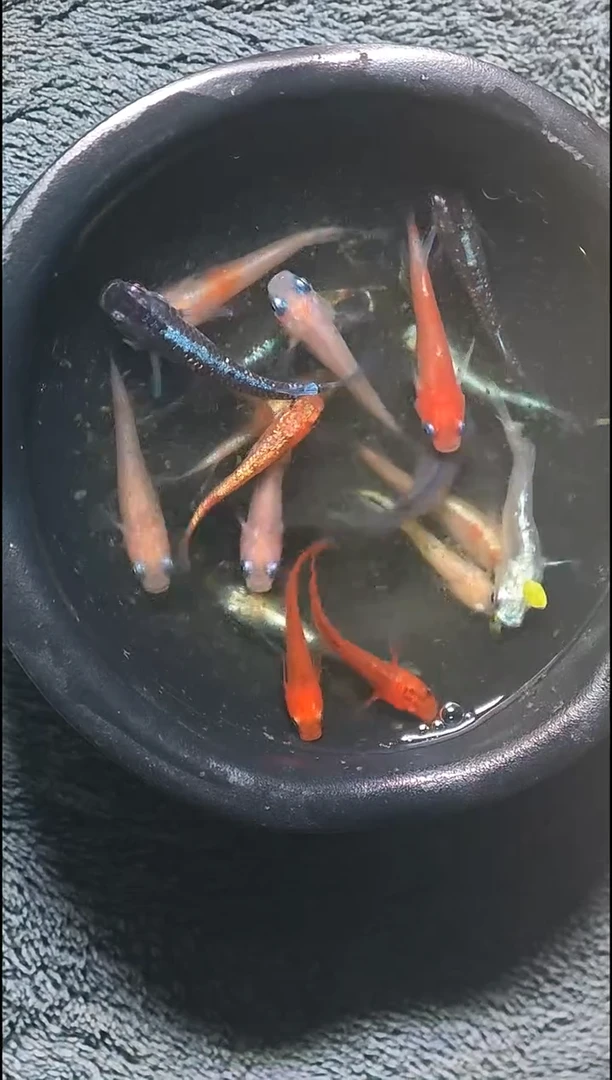 青鳉鱼观背青鳉029