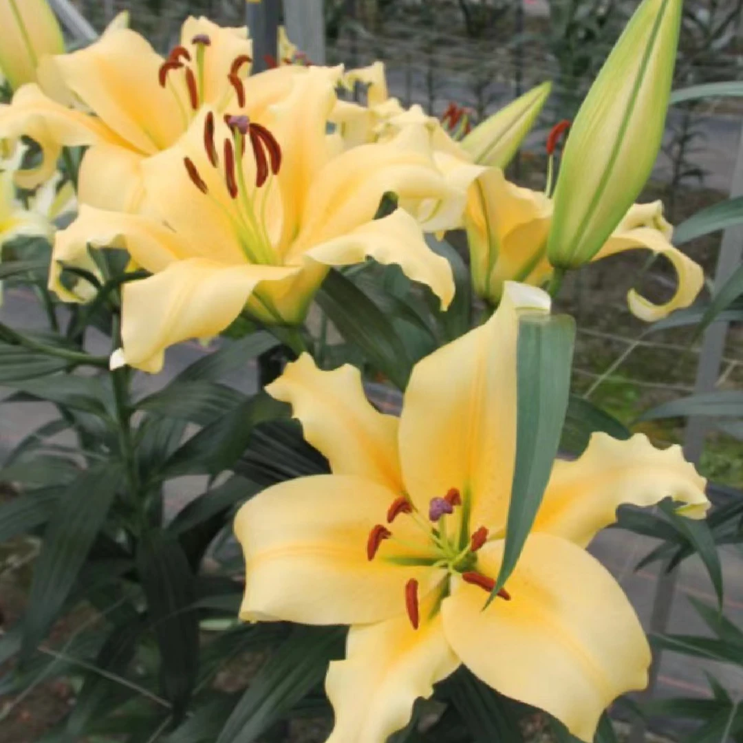 （酒农）百合东北鲜花原产地直发鲜花鲜切花顺丰包邮