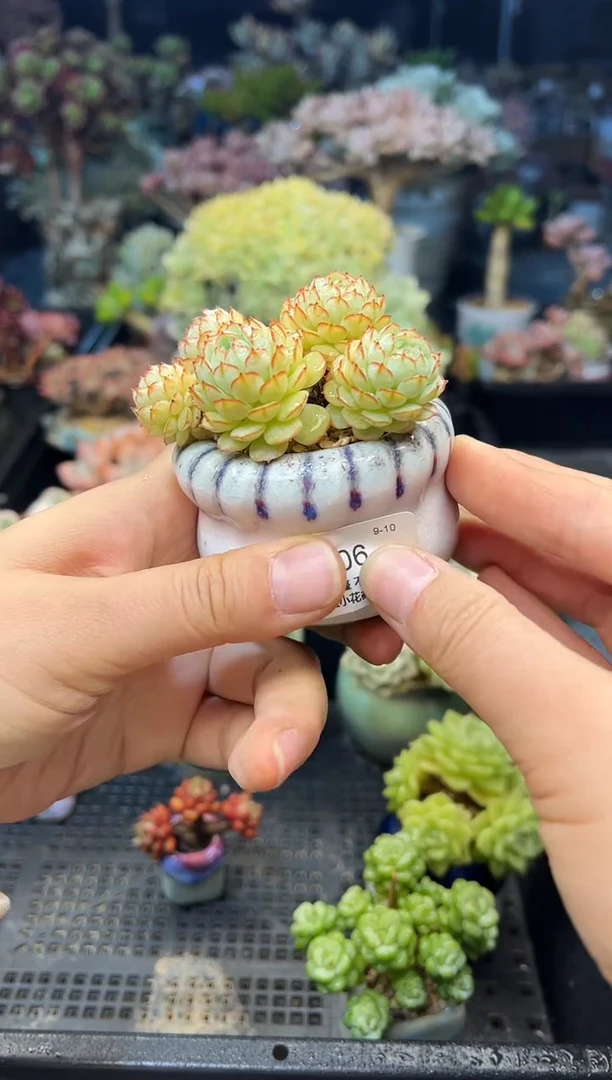微**琳506          不带盆