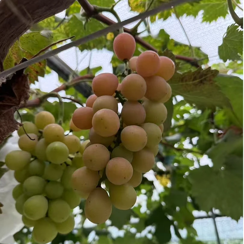 【邮寄链接】新鲜妮娜皇后葡萄脆甜可口顺丰包邮