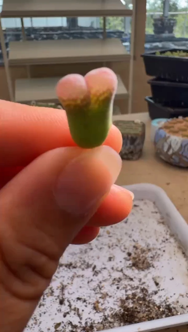8-445多肉植物肉锥