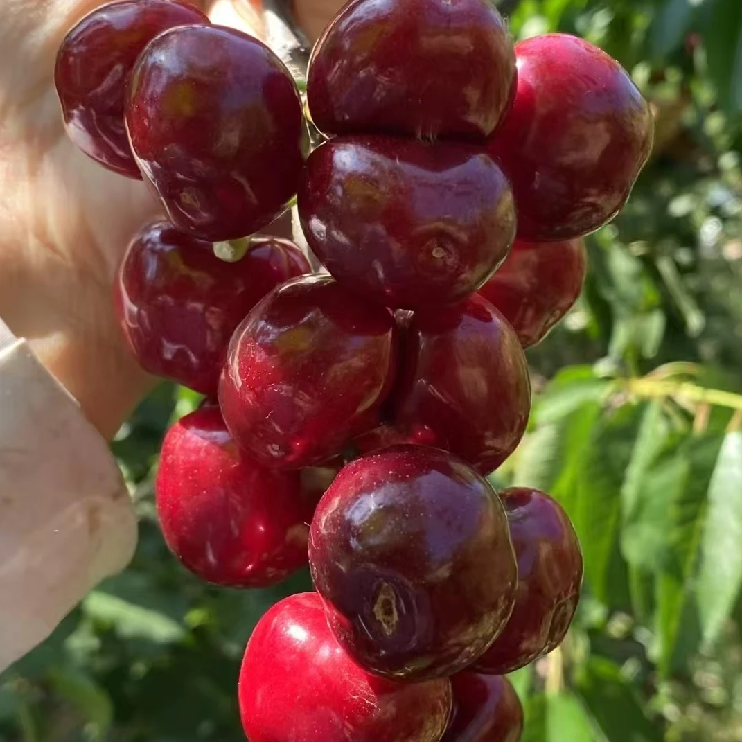 正宗烟台大樱桃 现摘凉地大美早