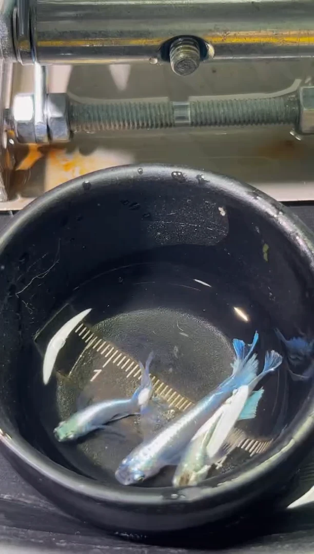 青鳉鱼观背青鳉3