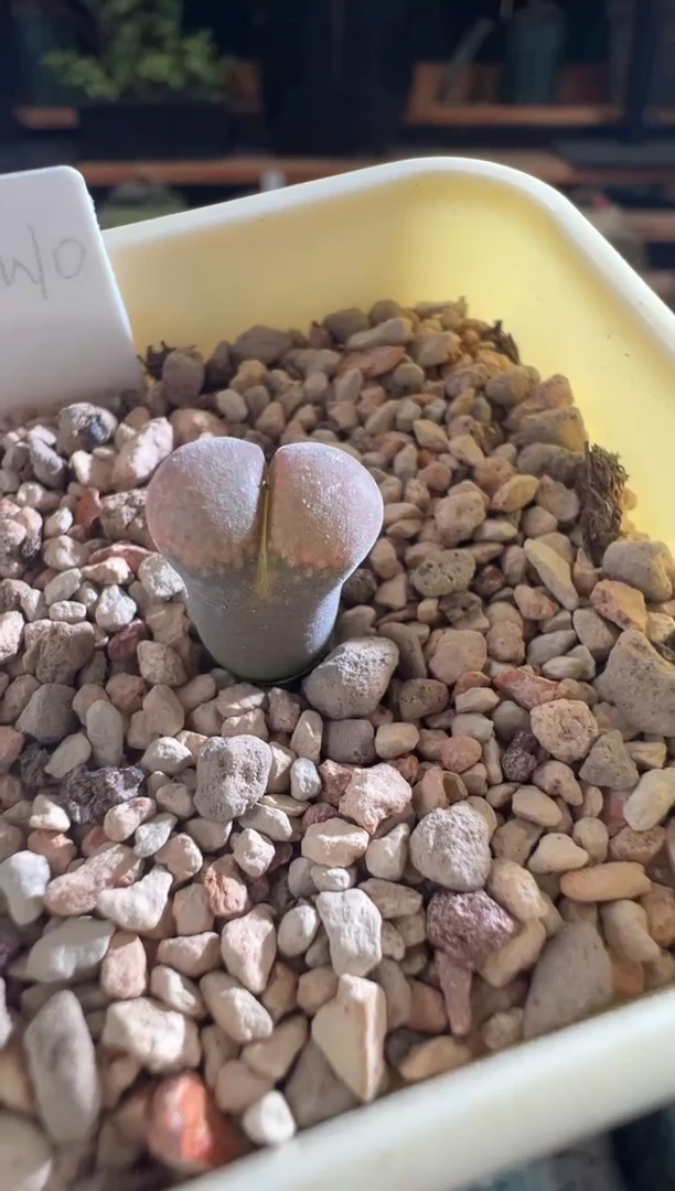 208-------cm10-------