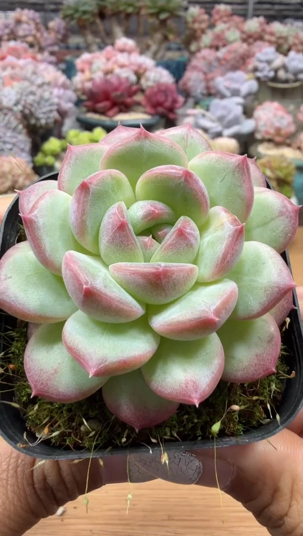 东云多肉园二店-15