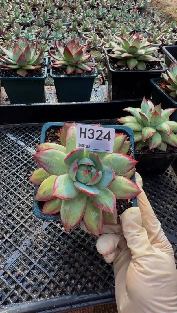 H324惊鸿仙子（裸根发货）