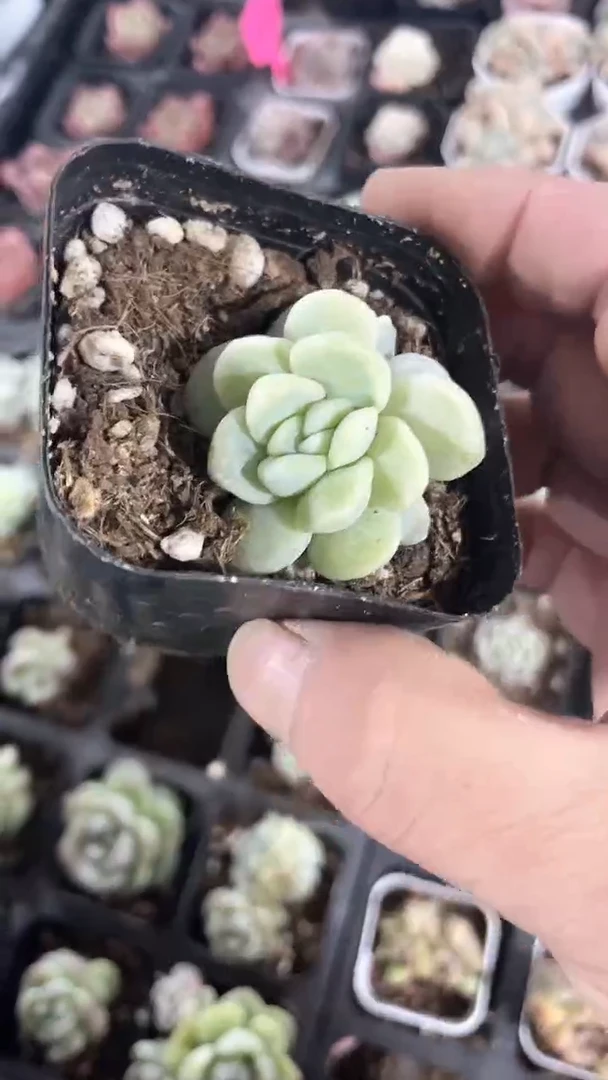 【闪购商品】737多肉