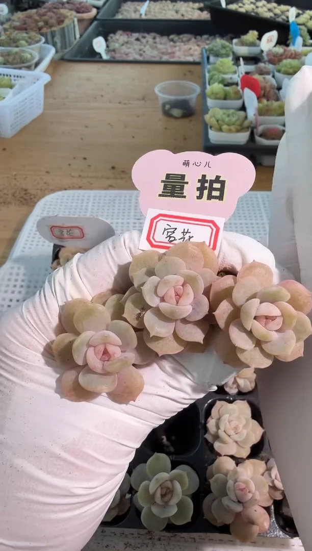 宫花单双混 3颗量拍混发 满9.9包邮