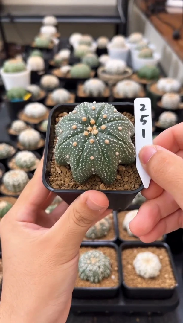 实生根星兜仙人球编码251