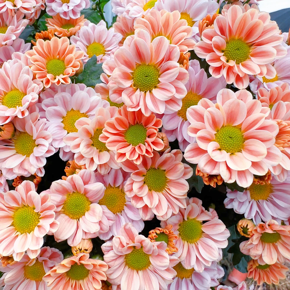 百变玲珑荷兰菊  盆栽花苗耐热耐寒多年生植物  新手易养护