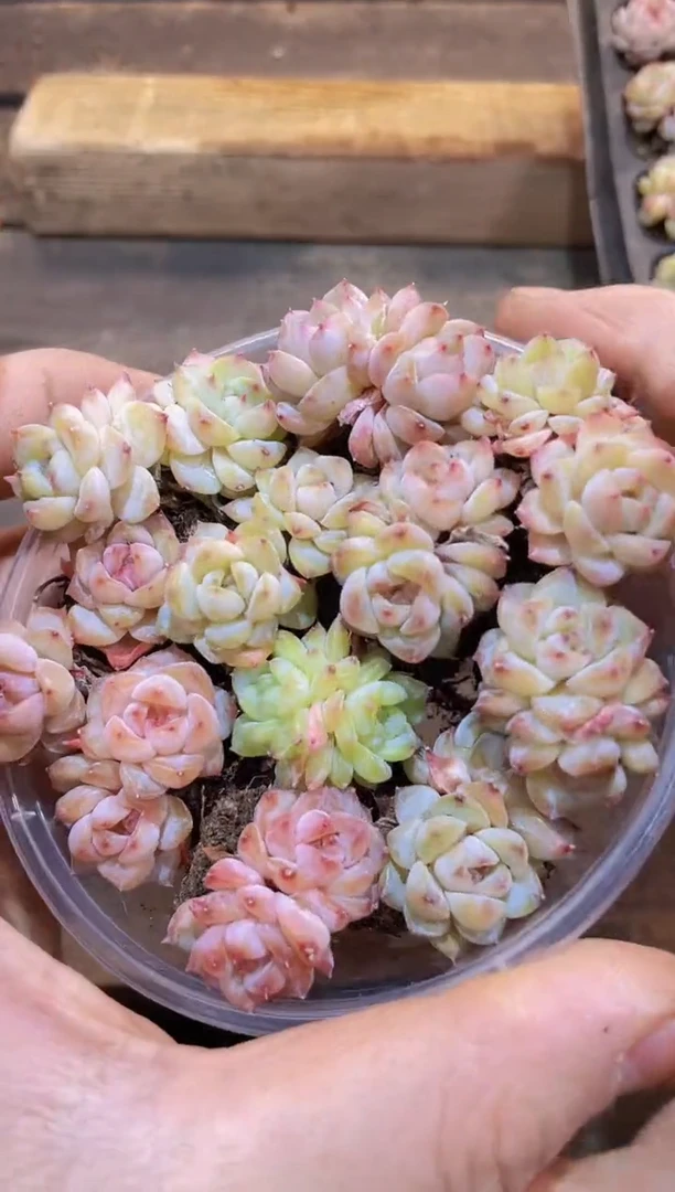 【闪购商品】022彩钻量拍1盒