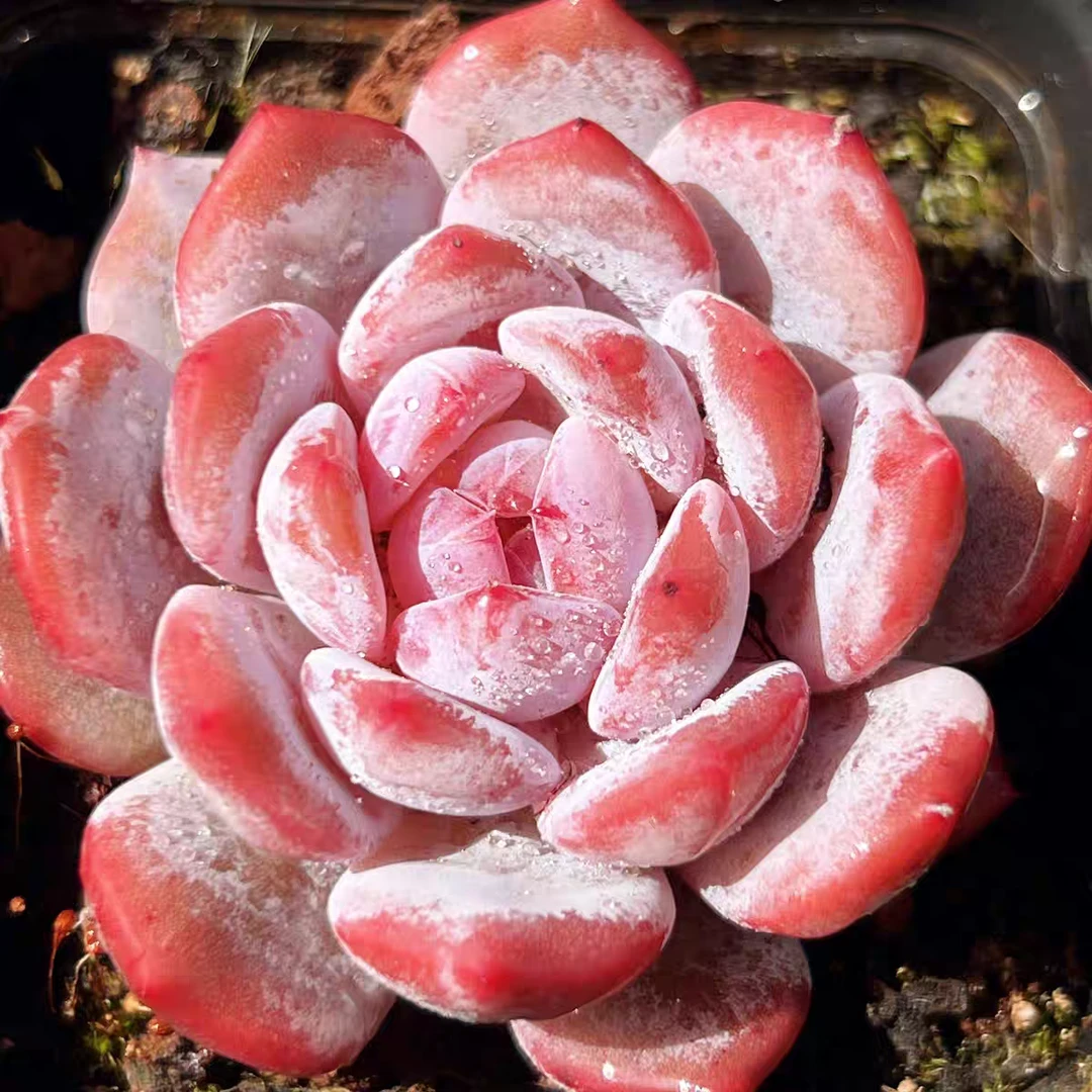 【满9.9包邮】星星橙4-5厘米带盆土多肉植物以直播间展示为主