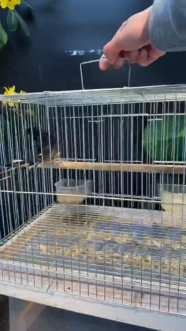 虎皮鹦鹉30号  长尾养笼0元起拍