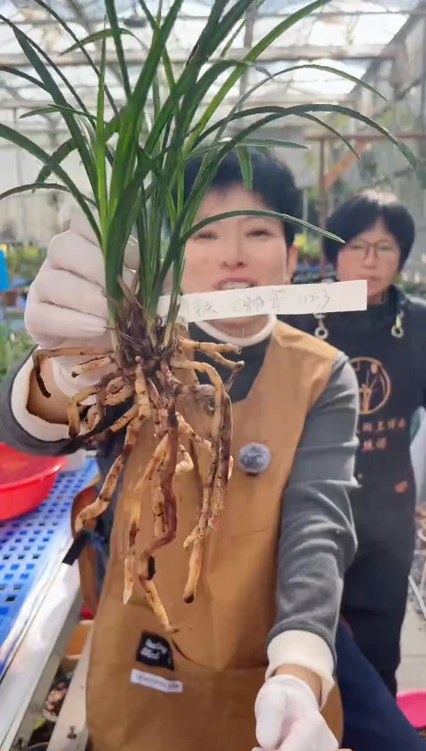 当前无花朵，栽培后可花朵老*宋梅，，，老头，，