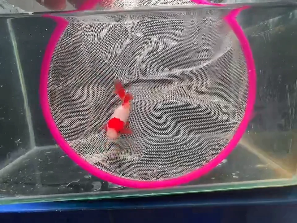 金鱼短尾草金专用链接141