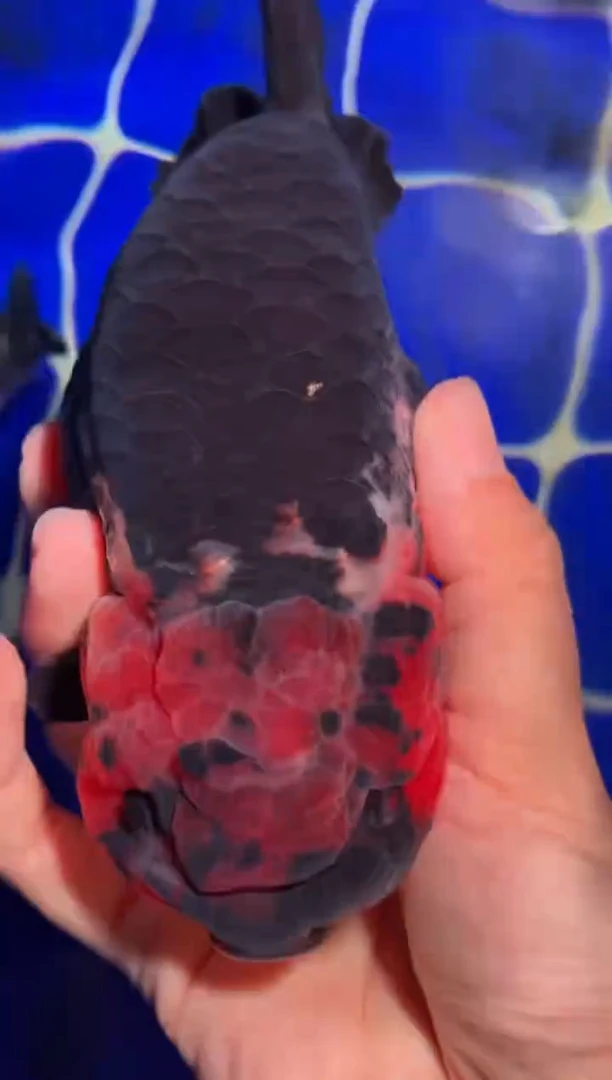 金鱼（运费自理，马印灯照射）福州追鱼兰寿金鱼