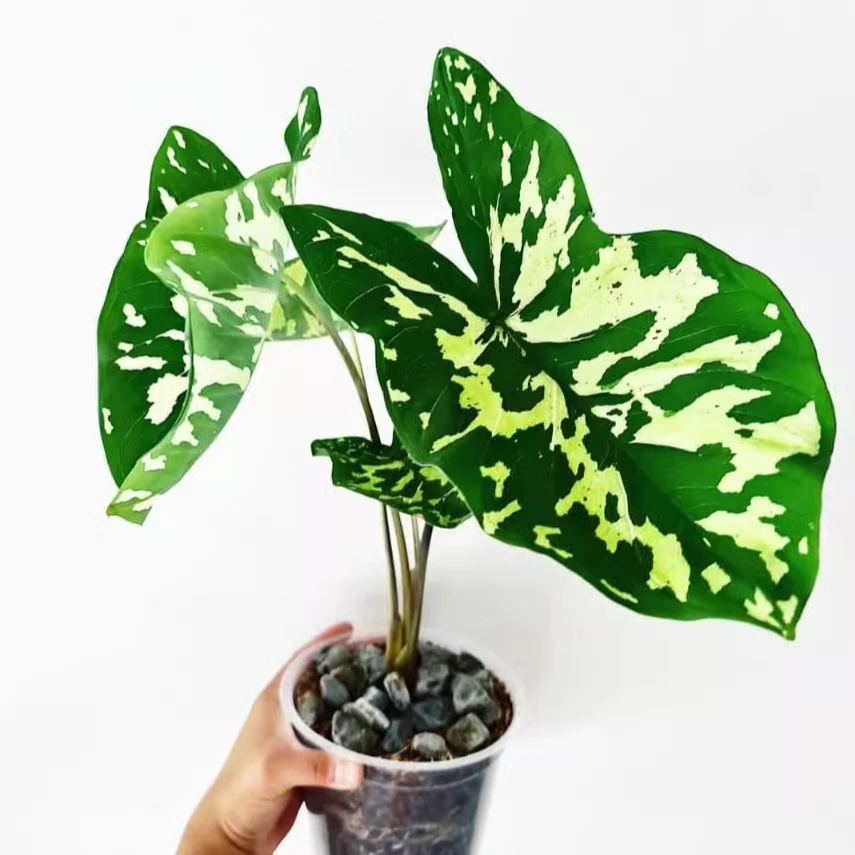 希洛美人彩叶芋热带观叶植物迷彩叶室内绿植盆栽