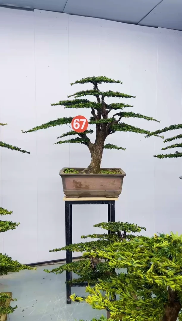 以实际为准青****甲000000