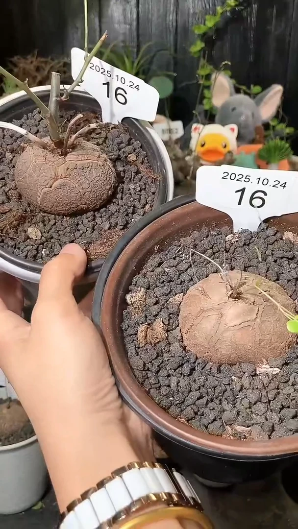 16号1024福利特价南非龟甲龙套餐
