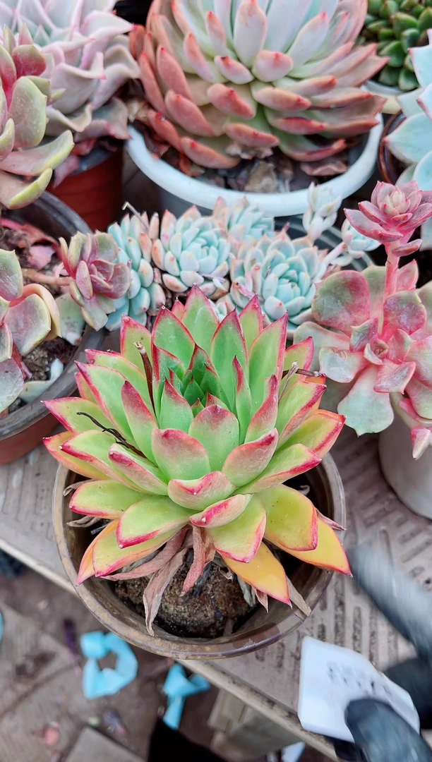 24223多肉植物一物一拍