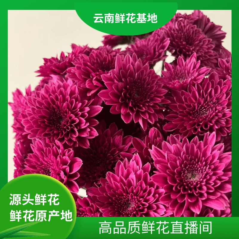 颜花【紫丹特小雏菊福利】云南基地鲜花直发