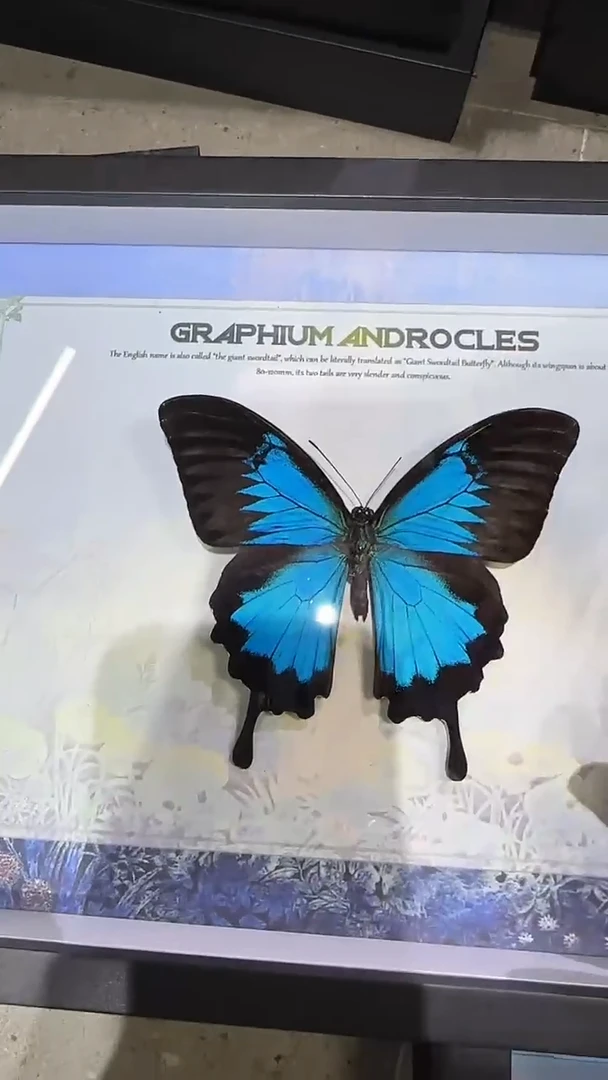 木10寸，横版，瑕疵天堂凤蝶，996