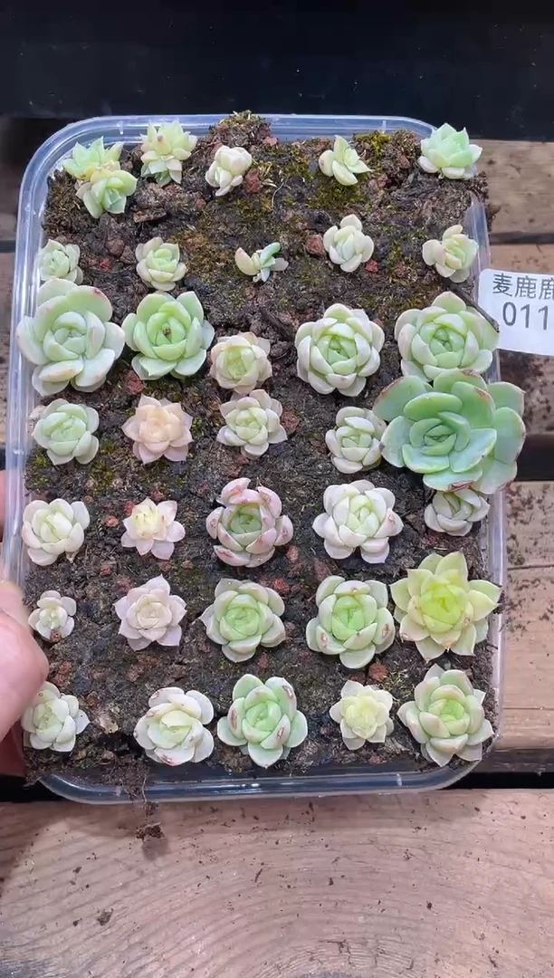011白海王      量拍