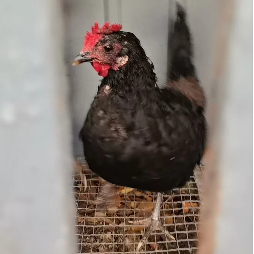 尼西土鸡【高原散养2只装】