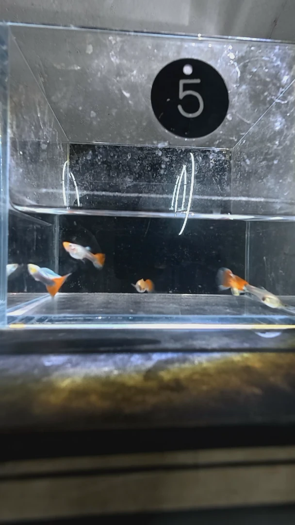 孔雀鱼5号累计两单包邮