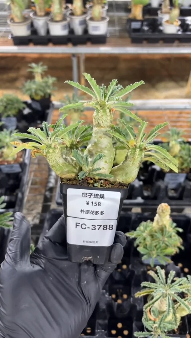 椰子琉桑FC-3788