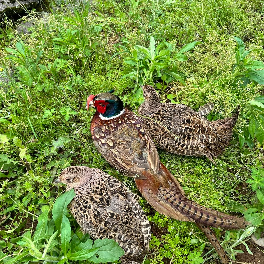 (一公两母）活山鸡，可养殖 可下蛋 可繁殖 包邮到家 宠物鸡