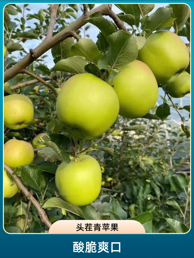 【现摘】陕西大荔黄土高坡早熟苹果现摘现发酸甜爽口青苹果孕妇