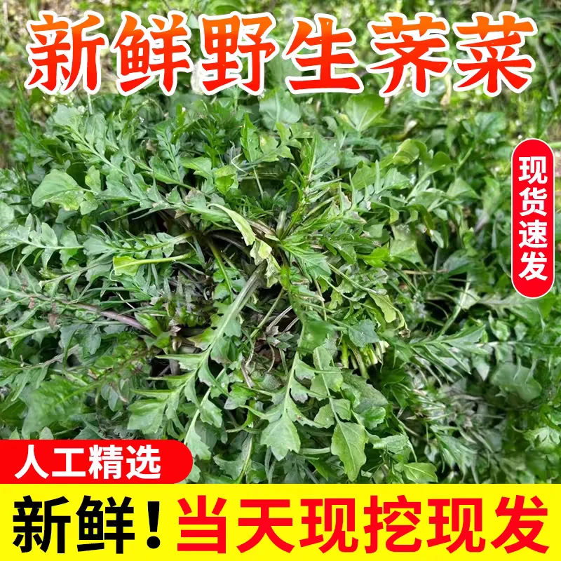 荠菜京津冀蓟县本地纯野生荠菜京东包邮次日达荠菜