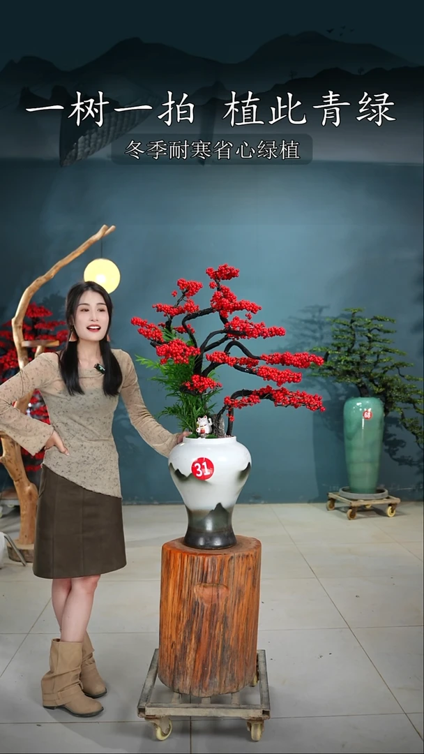 当前无花朵，栽培后可花朵蔡*威北美冬青桌面款