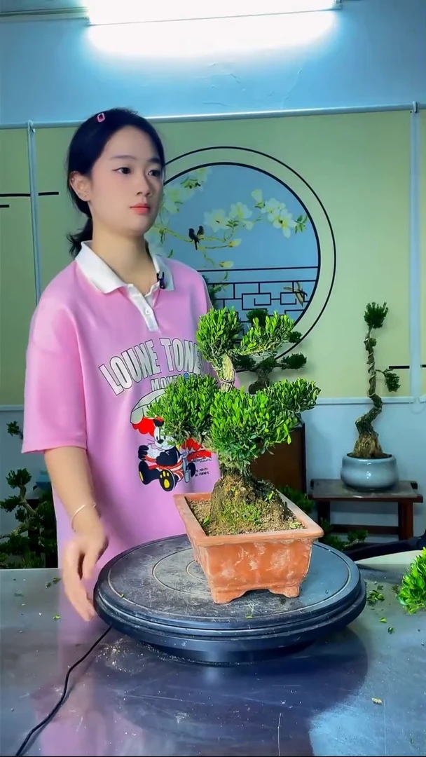 胶带广东雀舌高端盆景