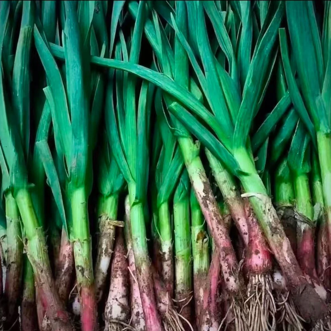 紫根蒜苗种子四季盆栽种籽根红根宽叶根苗蔬菜苗籽种子大四季菜种