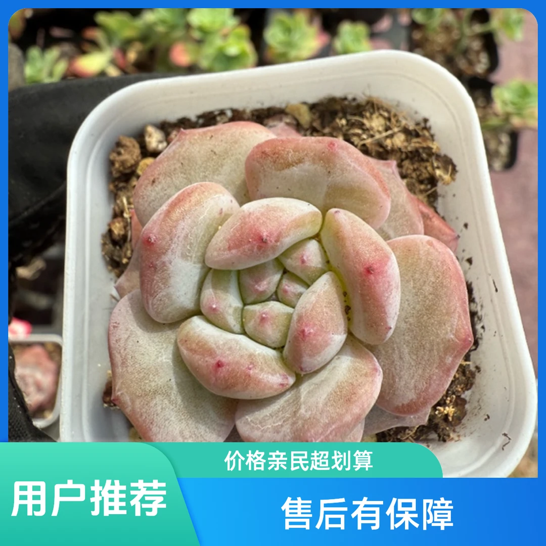 奶盖多肉植物室外阳台迷你盆栽高品质好养新手适用