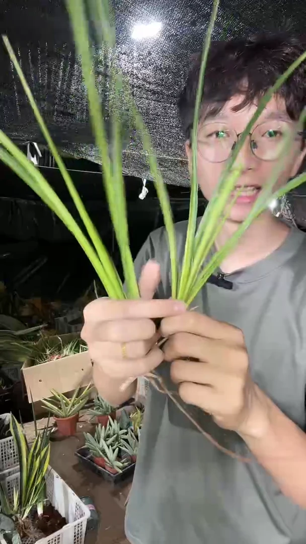 帕瓦侧芽裸根3棵9.9