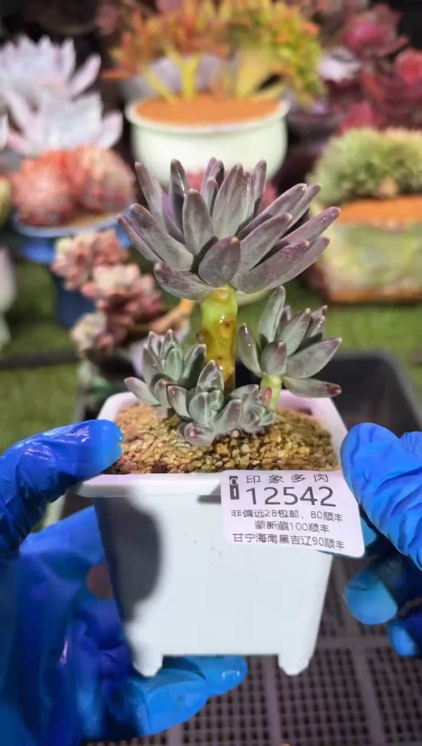 【闪购商品】12542