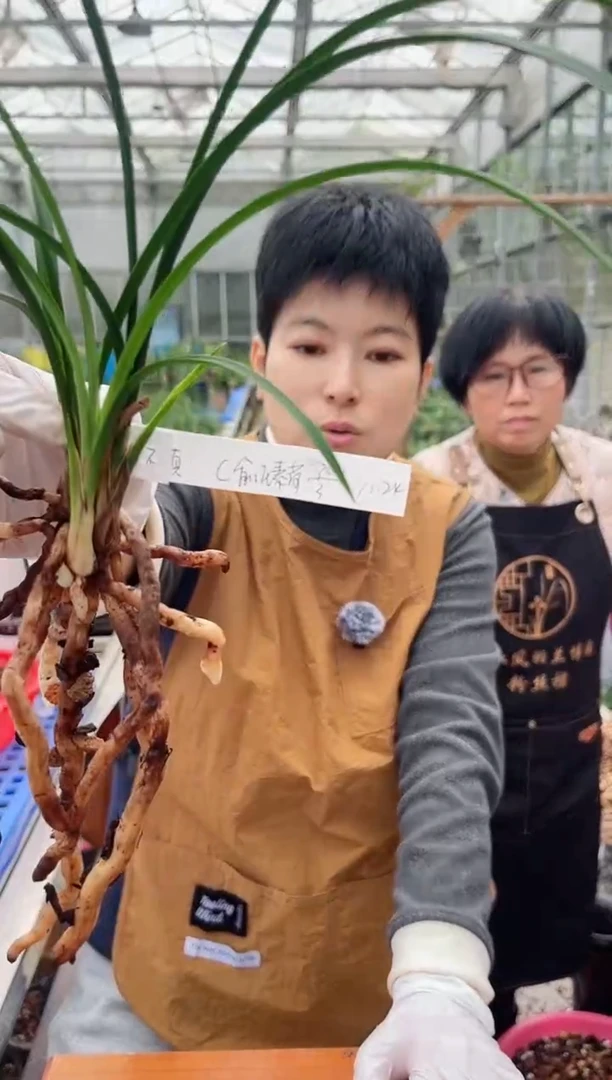 当前无花朵，栽培后可花朵交**慎俞氏素荷，，，交友不慎
