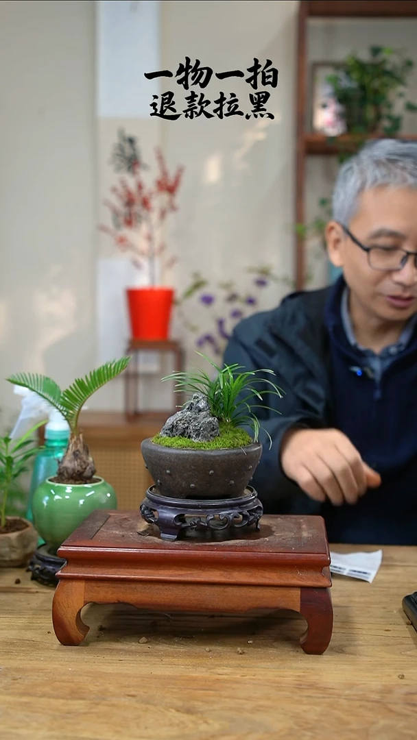 完全开放坚***！497玉龙草