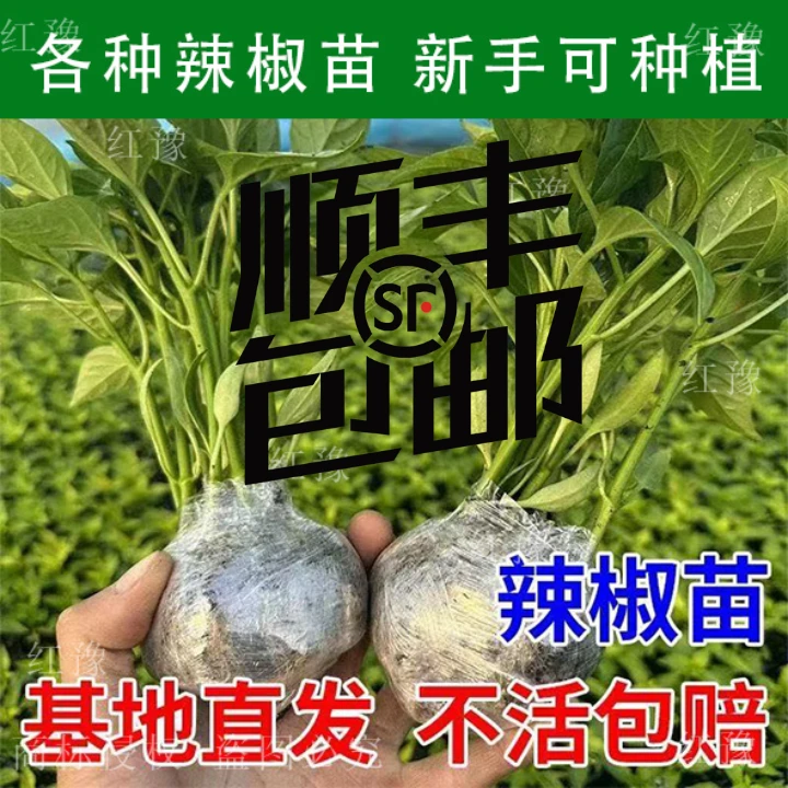 【顺丰包邮】优辣椒苗小米辣朝天椒三英辣椒带土源头基地易种易活
