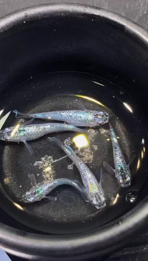 青鳉鱼观背青鳉22
