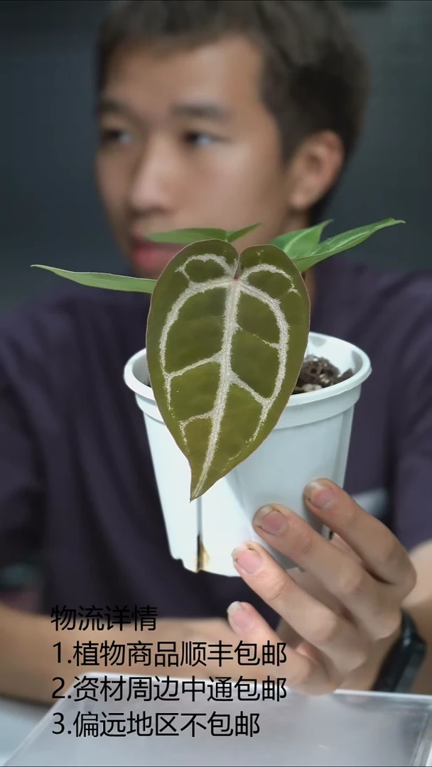 完全开放黑水晶*SKG