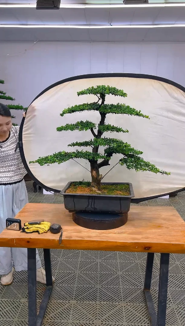 无花朵一物一拍一物一拍
