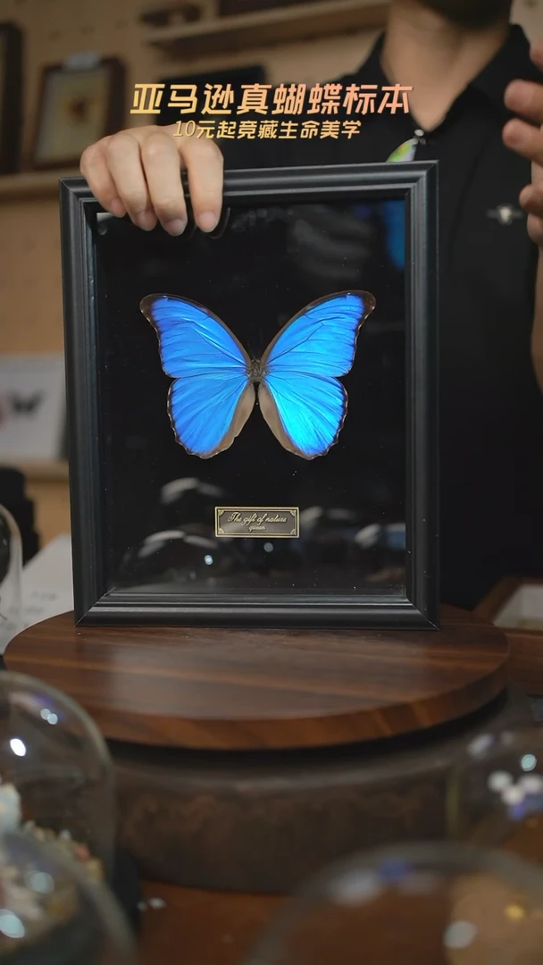 大蓝闪蝶黑绒底版10寸欧式框