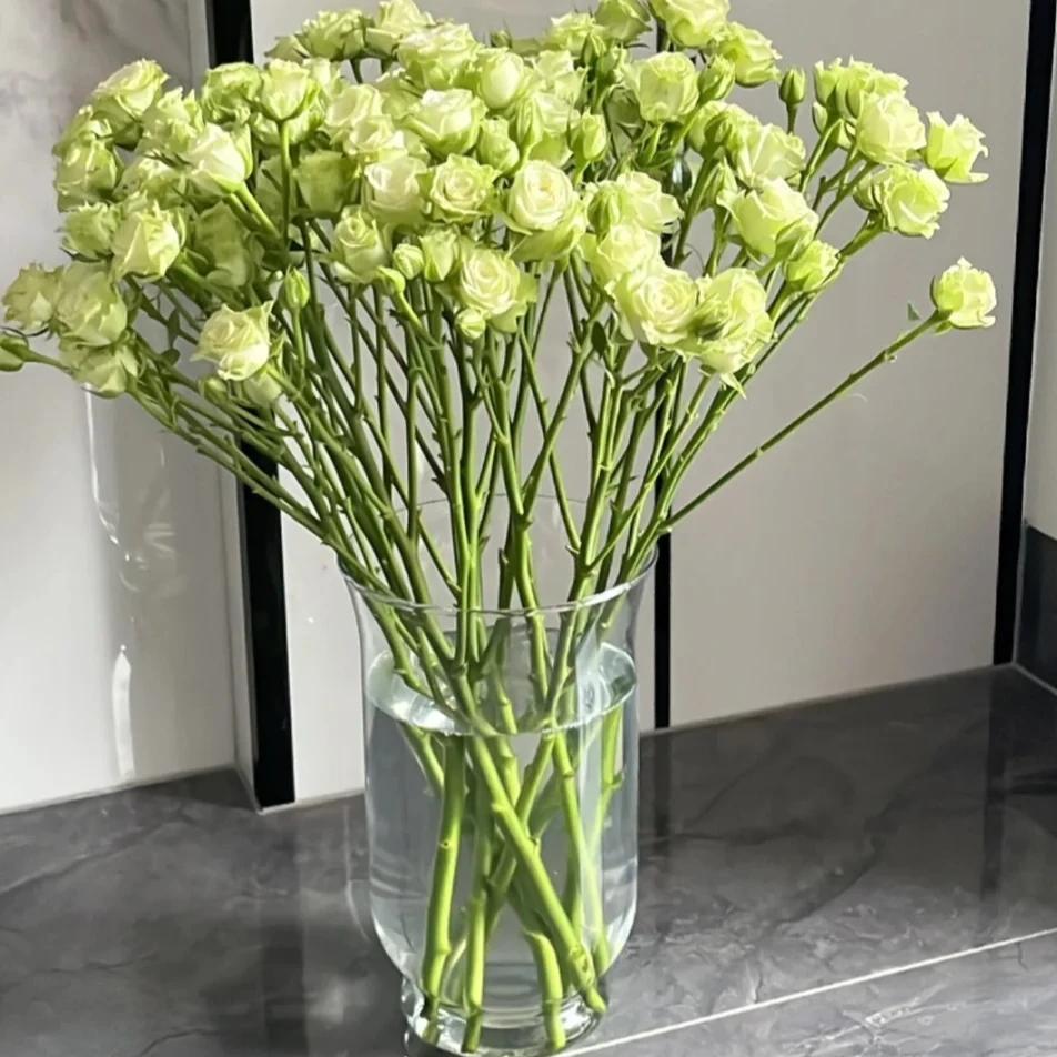 【繁星】多头泡泡一单也包邮  云南昆明斗南基地直发